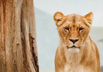 Connexion animale et instinctive